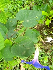Ipomoea