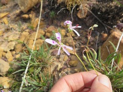Pelargonium coronopifolium