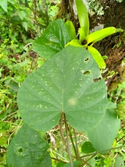 Ipomoea