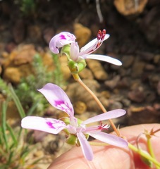 Pelargonium coronopifolium