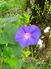 Ipomoea
