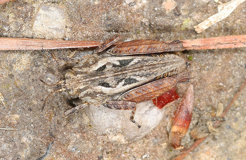 Crested Pygmy Grasshopper photo 3