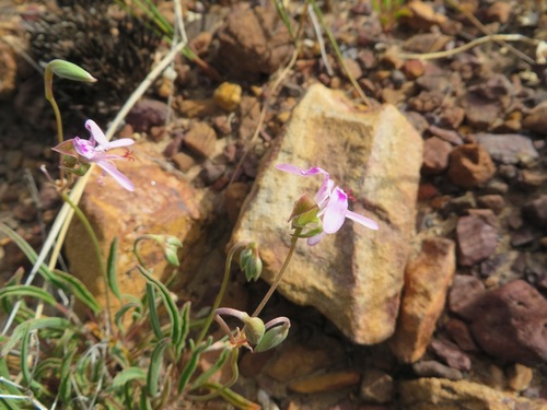 Image of Nutmeg-Scented Storksbill (Pelargonium coronopifolium) by (c) linkie, some rights reserved (CC BY)