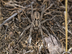 Lycosa praegrandis