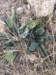 Anchusa strigosa
