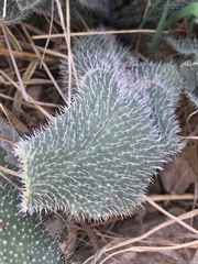 Anchusa strigosa