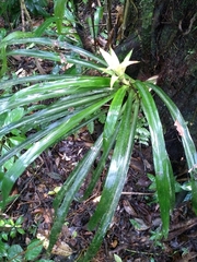 Bromeliaceae