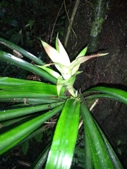 Bromeliaceae