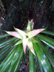 Bromeliaceae