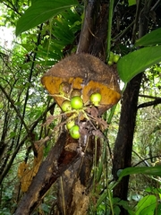Bactris setosa