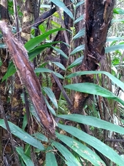 Bactris setosa