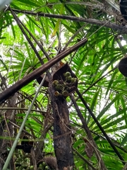 Bactris setosa