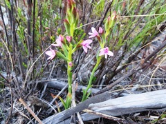 Disa vaginata