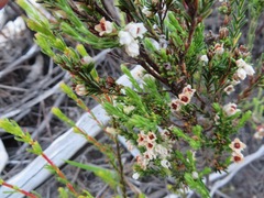 Erica palliiflora