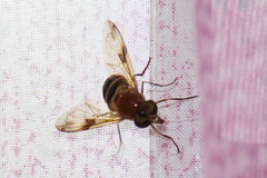 Volucella trifasciata