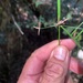 Cyperus semifertilis - Photo (c) Martin Bennett, algunos derechos reservados (CC BY-NC), subido por Martin Bennett