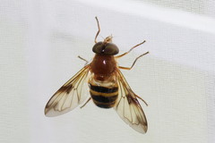 Volucella trifasciata