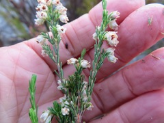 Erica palliiflora