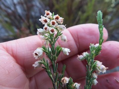 Erica palliiflora