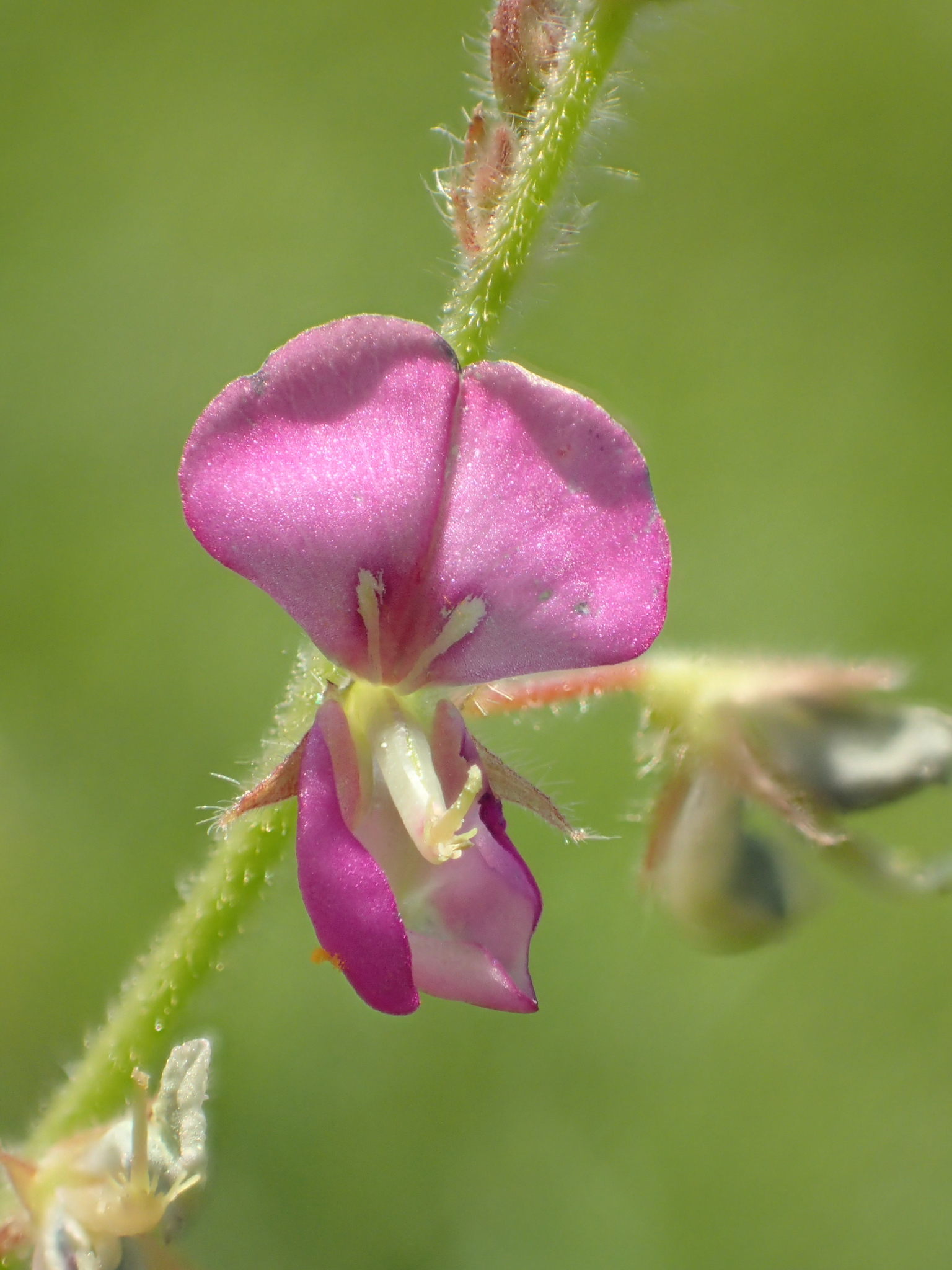 Desmodium scorpiurus