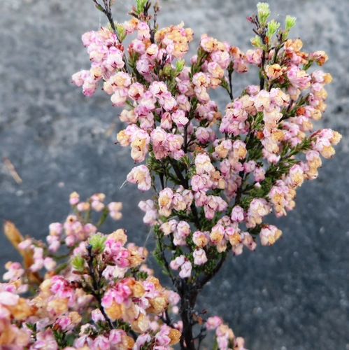Image of Erica cristiflora by (c) linkie, some rights reserved (CC BY)