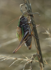 Metrioptera brachyptera