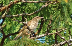 Anthus lineiventris