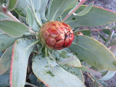 Protea recondita