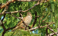 Anthus lineiventris