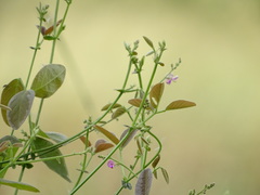 Desmodium scorpiurus