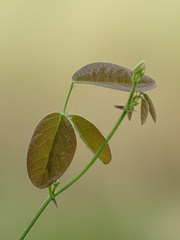 Desmodium scorpiurus