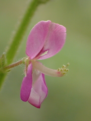 Desmodium scorpiurus