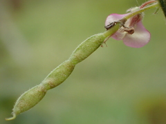 Desmodium scorpiurus