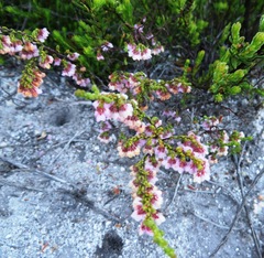 Erica argentea argentea