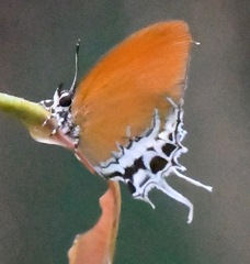 Eooxylides tharis distanti