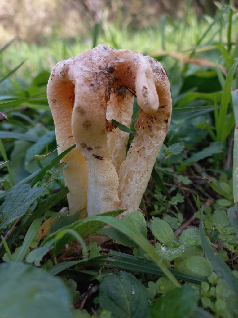 Clathrus columnatus · May 2023 · photo: © ariadnat (iNaturalist, cc-by)