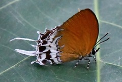 Eooxylides tharis distanti