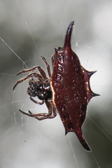 Gasteracantha diardi