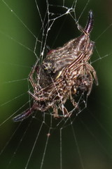 Gasteracantha diardi