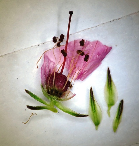 Image of Erica daphniflora by (c) linkie, some rights reserved (CC BY)