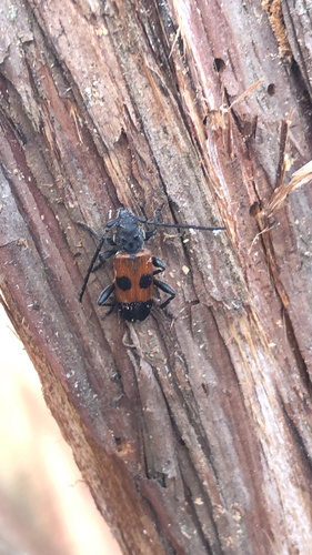 Cedar Tree Borer photo 4