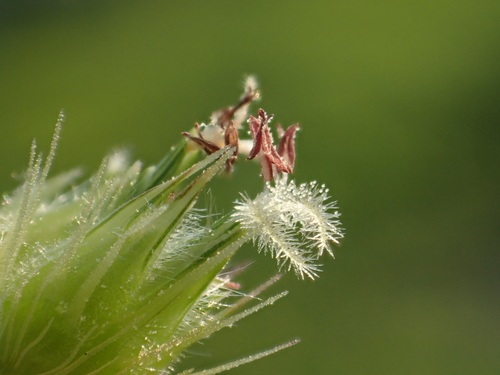 Southern Sandbur