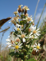 Aster ovalifolius