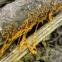 Hemitrichia serpula image