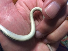 Tetradactylus africanus