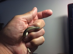 Tetradactylus africanus