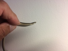 Tetradactylus africanus