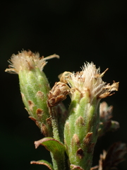 Aster ovalifolius