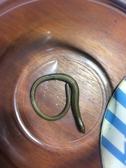 Tetradactylus africanus