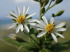 Aster ovalifolius